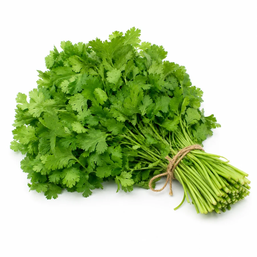 cilantro