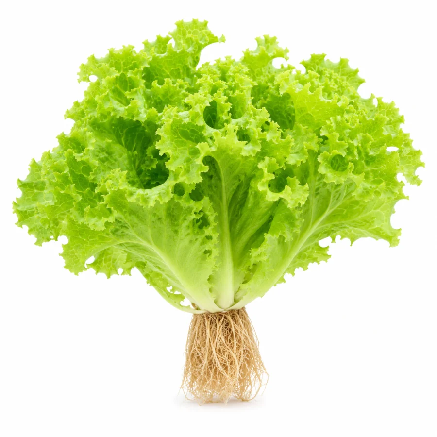 Lechuga Hidroponica