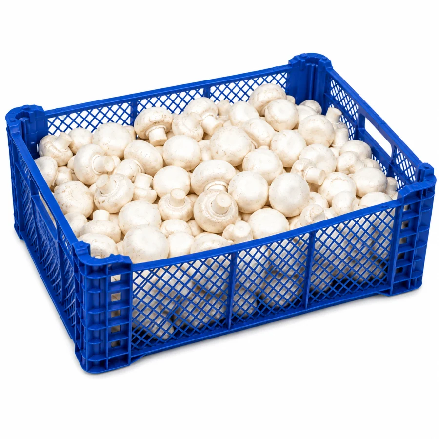 champiñon primera 1kg